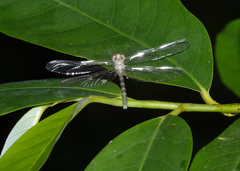 Hemigomphus theischingeri