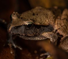 Platyplectrum fletcheri