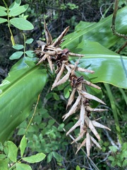 Hedychium gardnerianum