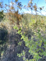 Chromolaena sinuata