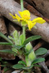 Hibbertia inconspicua