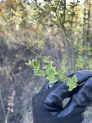 Chromolaena sinuata