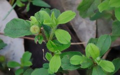Hibbertia inconspicua