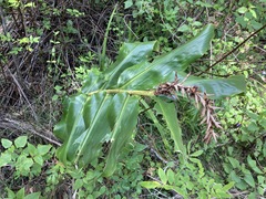 Hedychium gardnerianum