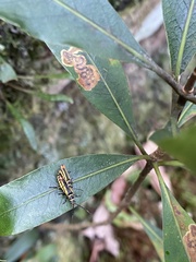 Pittosporum undulatum