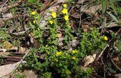 Hibbertia inconspicua