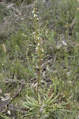 Stylidium crassifolium