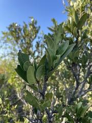 Elaeodendron xylocarpum
