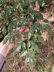 Radermachera sinica