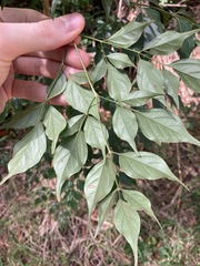 Radermachera sinica