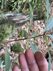 Pittosporum undulatum