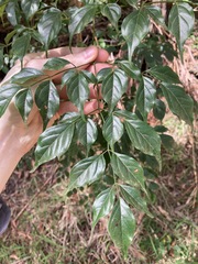 Radermachera sinica
