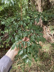 Radermachera sinica