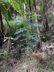 Radermachera sinica