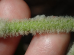 Astrotricha floccosa