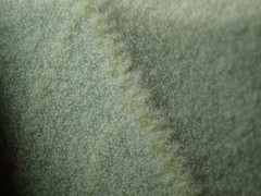 Astrotricha floccosa