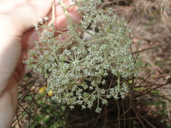 Astrotricha floccosa