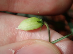 Viola silicestris