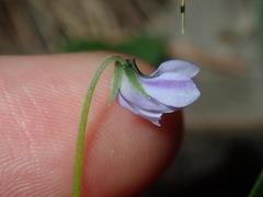 Viola silicestris