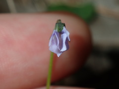 Viola silicestris
