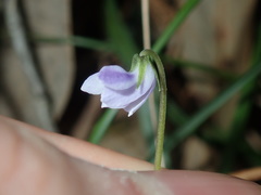 Viola silicestris