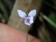 Viola silicestris