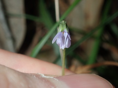 Viola silicestris