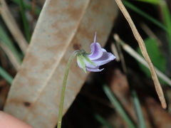 Viola silicestris