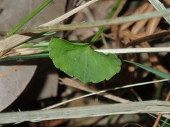 Viola silicestris