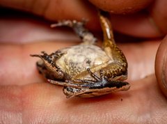 Platyplectrum fletcheri