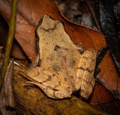 Platyplectrum fletcheri