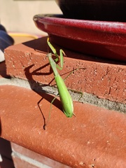 Mantis religiosa
