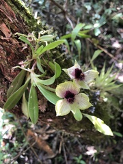 Telipogon latifolius