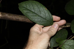 Gmelina leichhardtii