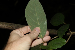 Gmelina leichhardtii