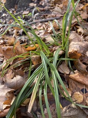 Carex sylvatica