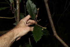 Gmelina leichhardtii