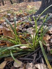Carex sylvatica
