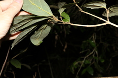 Gmelina leichhardtii