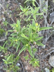 Wedelia lanceolata