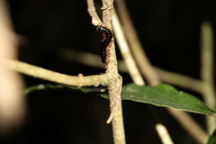 Gmelina leichhardtii