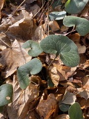 Asarum europaeum