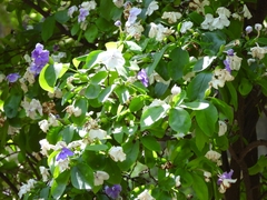 Brunfelsia australis
