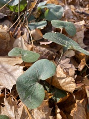 Asarum europaeum