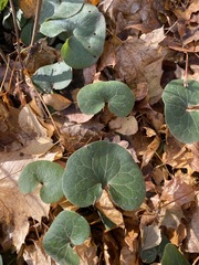 Asarum europaeum