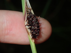Chorizandra cymbaria