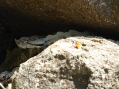 Vipera ammodytes