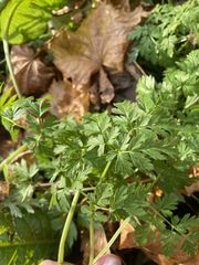 Anthriscus sylvestris