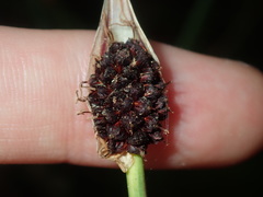 Chorizandra cymbaria