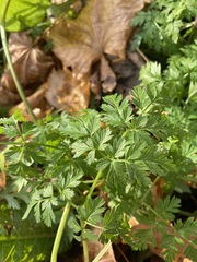 Anthriscus sylvestris